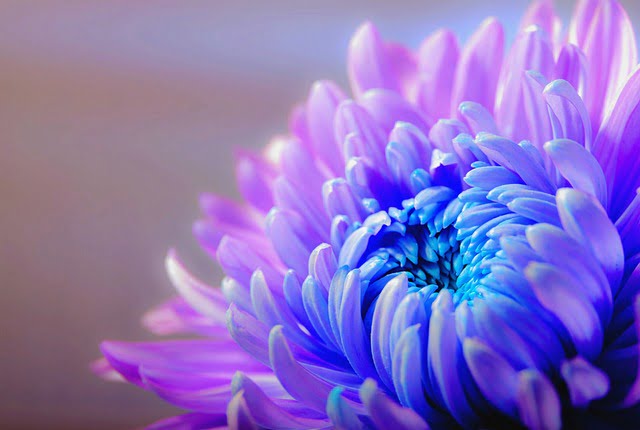 chrysanthemum